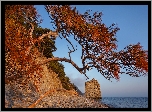 Wybrzee, Morze Czarne, Drzewa, Sosna, Atrakcja turystyczna, Skaa agiel, Krasnojarski kraj, Rosja