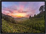 Wzgórza, Plantacja, Drzewa, Wschód słońca, Cameron Highlands, Stan Pahang, Malezja