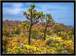 Stany Zjednoczone, Kalifornia, Park Narodowy Joshua Tree, Jukki krótkolistne, Drzewo Jozuego, Roślinność, Wzgórza