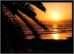 Plaża, Palmy, Morze, Zachód Słońca