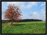 Jesień, Pole, Drzewo