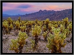 Stany Zjednoczone, Kalifornia, Park Narodowy Joshua Tree, Kaktusy, Cholla, Góry