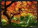 Stare, Drzewo, Kolorowy, Jesienny, Las