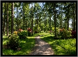 Anglia, Westonbirt Arboretum, Park, Ścieżka