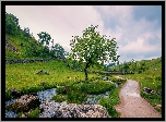 Anglia, Hrabstwo North Yorkshire, Park Narodowy Yorkshire Dales, Droga, Rzeka, Drzewa, Łąka, Wzgórza