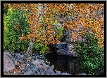 Jesień, Drzewa, Jawor, Kamienie, Rzeka, Grasshopper Point, Sedona, Stan Arizona, Stany Zjednoczone