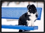 Ławka, Pies, Border collie