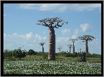 Baobab, Łąka