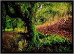 Hiszpania, Kraj Basków, Park Narodowy Gorbea, Las Otzarreta, Omszałe, Drzewa, Strumyk