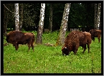 Białowieski, Park, Narodowy, Żubry