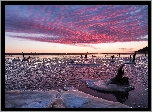 Stany Zjednoczone, Stan Kansas, Tuttle Creek Lake, Jezioro, Lód, Chmury