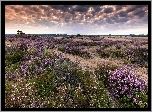 Belgia, Kalmthout, Park Narodowy De Zoom – Kalmthoutse Heide, Ciemne, Chmury, Pola, Wrzos, Wrzosowisko