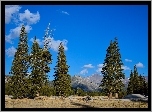 Stany Zjednoczone, Stan Kalifornia, Park Narodowy Yosemite, Góry, Drzewa