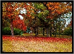 Polska, Gdańsk, Park Steffensa, Drzewa, Jesień