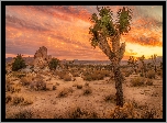 Stany Zjednoczone, Stan Kalifornia, Park Narodowy Joshua Tree, Skały, Drzewa