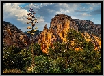 Stany Zjednoczone, Arizona, Góra, Wilson Mountain, Skały, Sedona, Drzewa, Kwitnąca, Agawa, Zachód słońca Góry