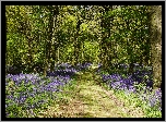 Wielka Brytania, Anglia, Shipley Country Park, Ścieżka, Drzewa, Kwiaty, Dzwonki