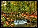 Jesień, Las, Park Tollymore Forest Park, Drzewa, Rzeka Shimne River, Hrabstwo Down, Irlandia Północna