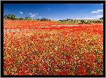 Francja, Valensole, Pole, Makowe, Maki