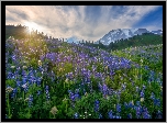 Stany Zjednoczone, Waszyngton, Park Narodowy Mount Rainier, Góra, Mount Rainier, Wzgórza, Polana, Kwiaty, Łubin, Łąka