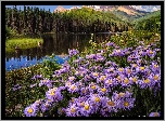 Stany Zjednoczone, Kolorado, Góry, San Juan Mountains, Telluride, Las, Drzewa, Rzeka, Kwiaty, Astry