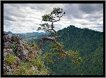 Sosna, Góry, Pieniny