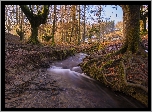 Park Narodowy Gorbea, Drzewa, Las, Rzeczka, Strumyk, Kraj Basków, Hiszpania