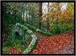 Kamień, Most, Foleys Bridge, Las, Drzewo, Jesień, Tollymore Forest Park, Irlandia