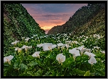 Stany Zjednoczone, Kalifornia, Park stanowy Garrapata, Góry, Dolina, Kwiaty, Kalie, Zachód słońca