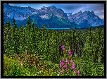 Kanada, Prowincja Alberta, Park Narodowy Jasper, Góry, Lasy, Łąka, Jezioro Hector Lake, Drzewa