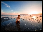 Cavalier King Charles spaniel, Morze, Wschód słońca