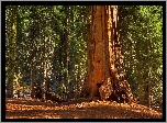 Park Narodowy Kings Canyon, Las, Drzewa, Sekwoja, Stan Kalifornia, Stany Zjednoczone