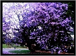 Park, Kwitnąca, Jacaranda