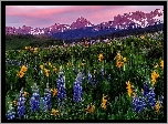 Stany Zjednoczone, Kolorado, Góry, San Juan Mountains, Mount Sneffels, Łąka, Kwiaty, Łubin