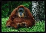 Orangutan, Las, Drzewa