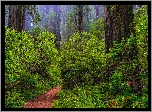 Stany Zjednoczone, Kalifornia, Park Narodowy Redwood, Las, Sekwoje, Różaneczniki, Paprocie, Ścieżka