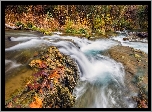 Las, Drzewa, Potok, Fossil Creek, Kamienie, Liście, Arizona, Stany Zjednoczone