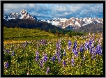 Stany Zjednoczone, Kolorado, San Juan Mountains, Mount Sneffels, Góry, Łąka, Kwiaty, Łubin, Drzewa, Zieleń, Chmury