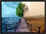 Drzewo, Morze, Pustynia