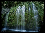 Wodospad Mossbrae Falls, Rośliny, Stan Kalifornia, Stany Zjednoczone