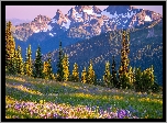 Góry, Łąka, Drzewa, Stratowulkan, Mount Rainier, Park Narodowy Mount Rainier, Stan Waszyngton, Stany Zjednoczone