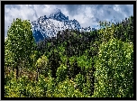 Stany Zjednoczone, Kolorado, Góry, San Juan Mountains, Mount Sneffels, Las, Drzewa