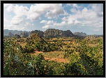 Kuba, Góry, Sierra de los Organos, Pole, Drzewa, Palmy, Domki, Dolina, Valle de Vinales