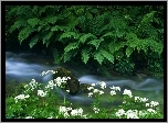 Narodowy, Park, Triglav, Potok, Krajcarica, Paprocie, Krwawnik