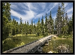 Park Narodowy Grand Teton, Stan Wyoming, Stany Zjednoczone, Jezioro, Drzewa, Drewniany, Most, Chmury