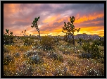 Park Narodowy Joshua Tree, Drzewa Jozuego, Jukki krótkolistne, Zachód słońca, Kalifornia, Stany Zjednoczone