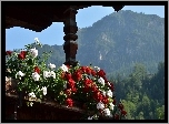 Pelargonie, Taras, Góry Alpy, Austria