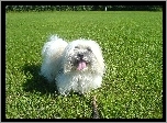 Piesek, Coton de Tulear, Łąka