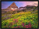 Park Narodowy Glacier, Polana, Kwiaty, Góra, Mount Reynolds, Łąka, Niebo, Montana, Stany Zjednoczone