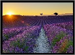 Francja, Prowansja, Valensole, Pole, Lawenda, Zachód słońca, Drzewa